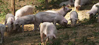 Lombardei Schweinezucht von Pedrazzoli