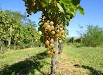 weinreise genussreise friaul