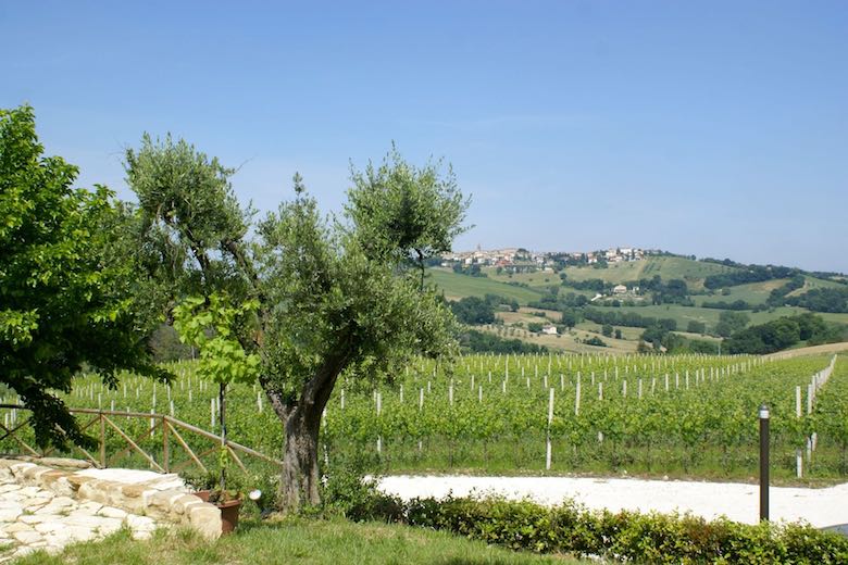Weinberge Italienischer Wein