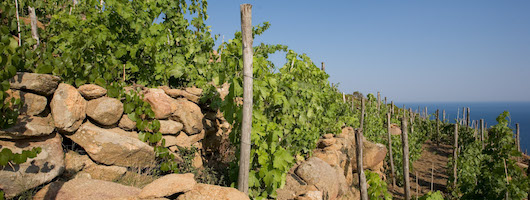 Isola Giglio Weinberge mit Meerblick