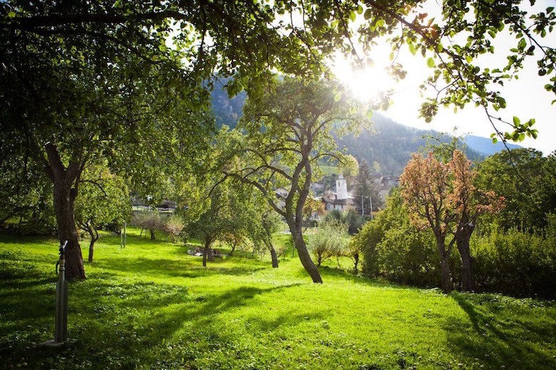 Maley Apfelbäume im Aostatal Maley Apfelbäume im Aostatal