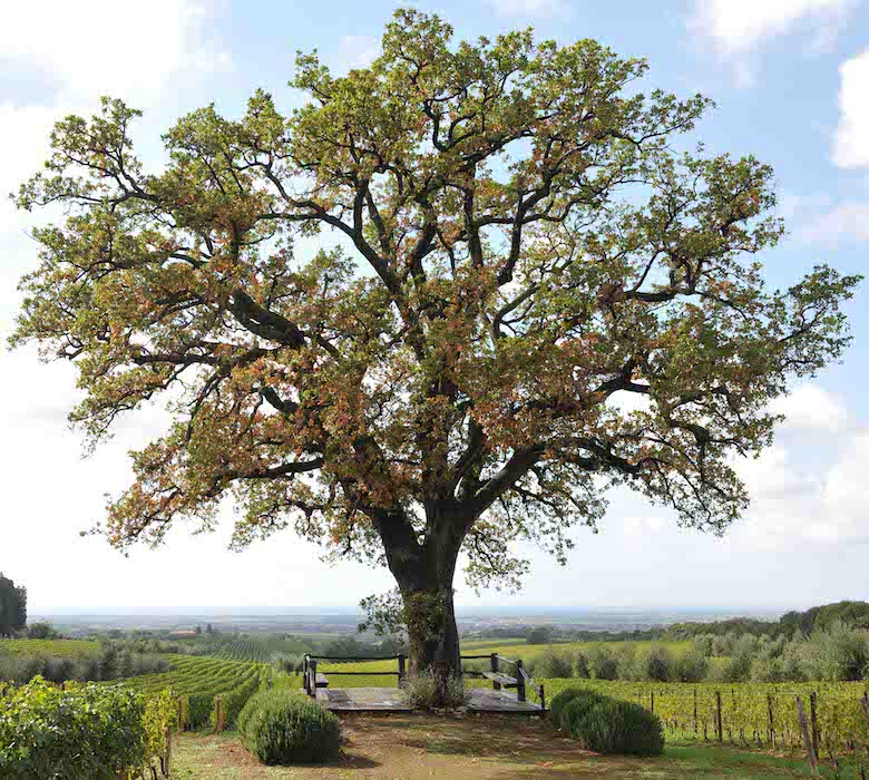 Ornellaia Toskana Bolgheri Weingut Ornellaia Toskana Bolgheri Weingut