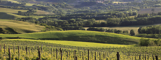 Genussreise mit Wellness Resort beim Winzer in den Marken Genussreise mit Wellness Resort beim Winzer in den Marken